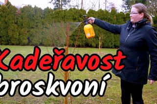 Kadeřavost broskvoní: Jak poznat ten správný moment pro první ošetření? | Šikulio Zahrada